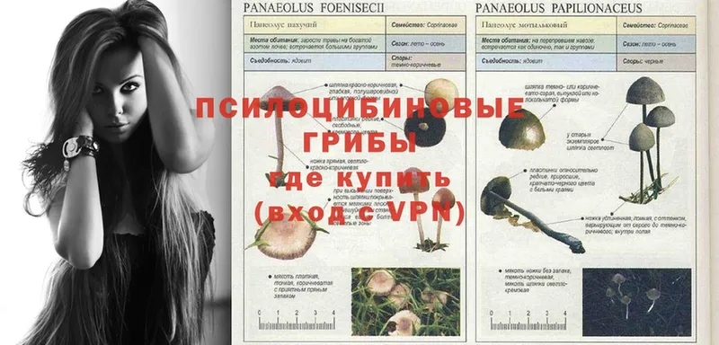 Псилоцибиновые грибы Cubensis  Новокубанск 